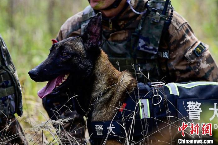 搜索犬協(xié)助行動(dòng)?！⊥粝渤?攝